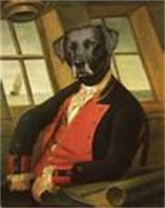 A distinguished English Labrador. A distinguished English Labrador.