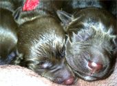 Nestle and Dove : -Relaxing on Mama Nestle and Dove