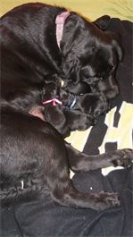 Little newborn lovable Labs Little newborn lovable Labs