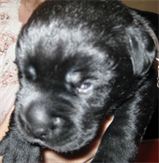 Black puppy with newly opened eyes Black puppy with newly opened eyes