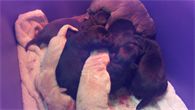 puppies only 10 minutes old puppies only 10 minutes old