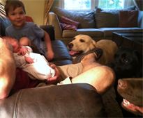 Introducing the new baby to our Labradors for the first time Introducing the new baby to our Labradors for the first time