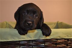Sir Emerald at 5 Weeks Sir Emerald at 5 Weeks