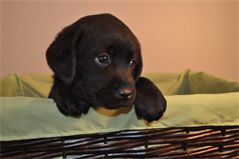 Sir Jasper at 5 Weeks Sir Jasper at 5 Weeks