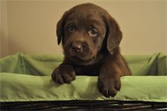 Sir Topaz at 5 Weeks Sir Topaz at 5 Weeks