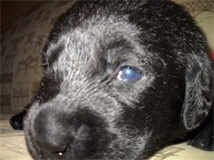 Sir Jasper is a puppy with dark eyes, although they look blue here. Sir Jasper is a puppy with dark eyes, although they look blue here.