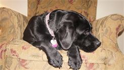 Waiting to meet her puppies. Waiting to meet her puppies.