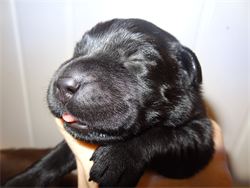 The black puppies will not change in pigment... What you see is what you get. The black puppies will not change in pigment... What you see is what you get.