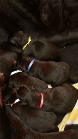 Puppies nursing on Mama Puppies nursing on Mama