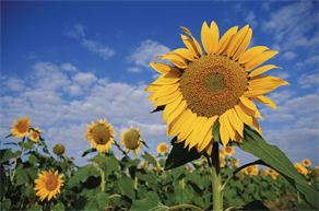 Sweet summertime! Sweet summertime!