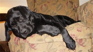 Eden our sweet black Lab getting ready for labor. Eden our sweet black Lab getting ready for labor.