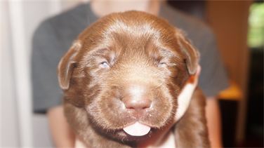 Puppy's eyes are just opening! Puppy's eyes are just opening!