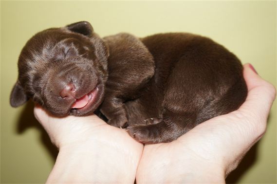 5 Day Old Chocolate Lab Puppy 5 Day Old Chocolate Lab Puppy
