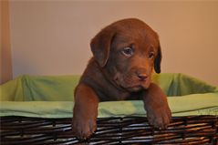 Sir Onyx at 5 Weeks Sir Onyx at 5 Weeks