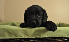 Sir Sapphire at 5 Weeks Sir Sapphire at 5 Weeks