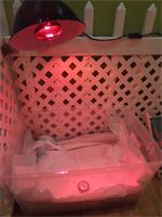 Ready for puppies : This is where the pups go after they are cleaned and have nursed for the first time with Shiloh. This incubator keeps them safe during the birth of subsequent pups. Ready for puppies