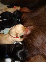 Happily nursing : All of the puppies are enjoying nursing with Shiloh. The mother has a rich supply of colostrum that is amazingly beneficial to each puppy for the remainder of their life. Happily nursing