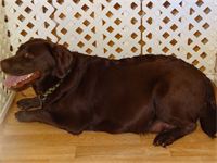 Laboring hard : Shiloh is panting and grunting a bit with each contraction at this point, and we know it is just a matter of moments before the first puppy will arrive.
Laboring hard