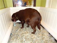 Pushing stage : Shiloh's cervix is now dilated and soon she will be ready to push. Pushing stage