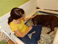 First puppy born : A black male was the first little guy in line to present himself to the world. We are thrilled! First puppy born