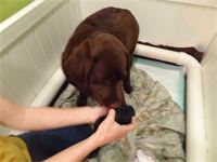 Sweet introductions : With each pup's arrival, Shiloh helps to clean and stimulate them for a pleasant welcome into the dog world. I helped out too, but tried to allow nature to work in the beautiful way that it is intended. Sweet introductions