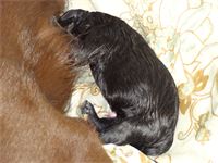 Little miracle : Each puppy knows exactly what to do. They appear quite content as they experience their first taste of milk. Little miracle