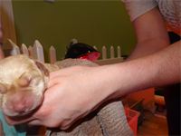 Another puppy : Here is a gorgeous little boy that was born about an hour after his brother. Another puppy