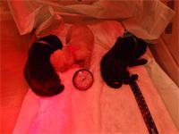 Pups in the incubator : The red tint cast on the puppies is from the heat lamp that warms the puppies to approximately 95 degrees. It is very important that they do not become chilled. Pups in the incubator