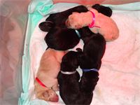 More puppies : While I was working with the other pups we kept the puppies who were already born in the incubator. As you can see they each have their ribbon so that we can tell them apart. More puppies