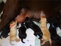 Nurse... nurse... nurse : We encourage the puppies to nurse often and for long periods of time. At this point all the puppies do is nurse, sleep, and nurse some more :) Nurse... nurse... nurse