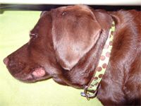 One content mama : Shiloh is relaxing after all of the hard work. She had a very long and demanding labor, and is enjoying some much needed rest. She will rest along with the puppies for the next few days as she recovers and tends to their needs. One content mama