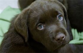 Godiva : 6 weeks old & 11.3 pounds Godiva