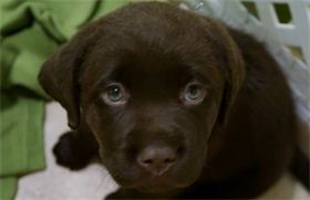 Hershey : 6 weeks old & 12.1 pounds Hershey