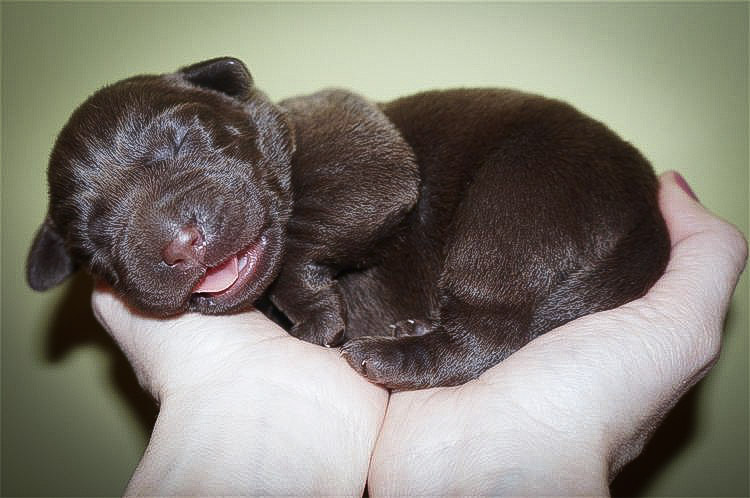 Newborn chocolate Labrador puppy receiving gentle handling
