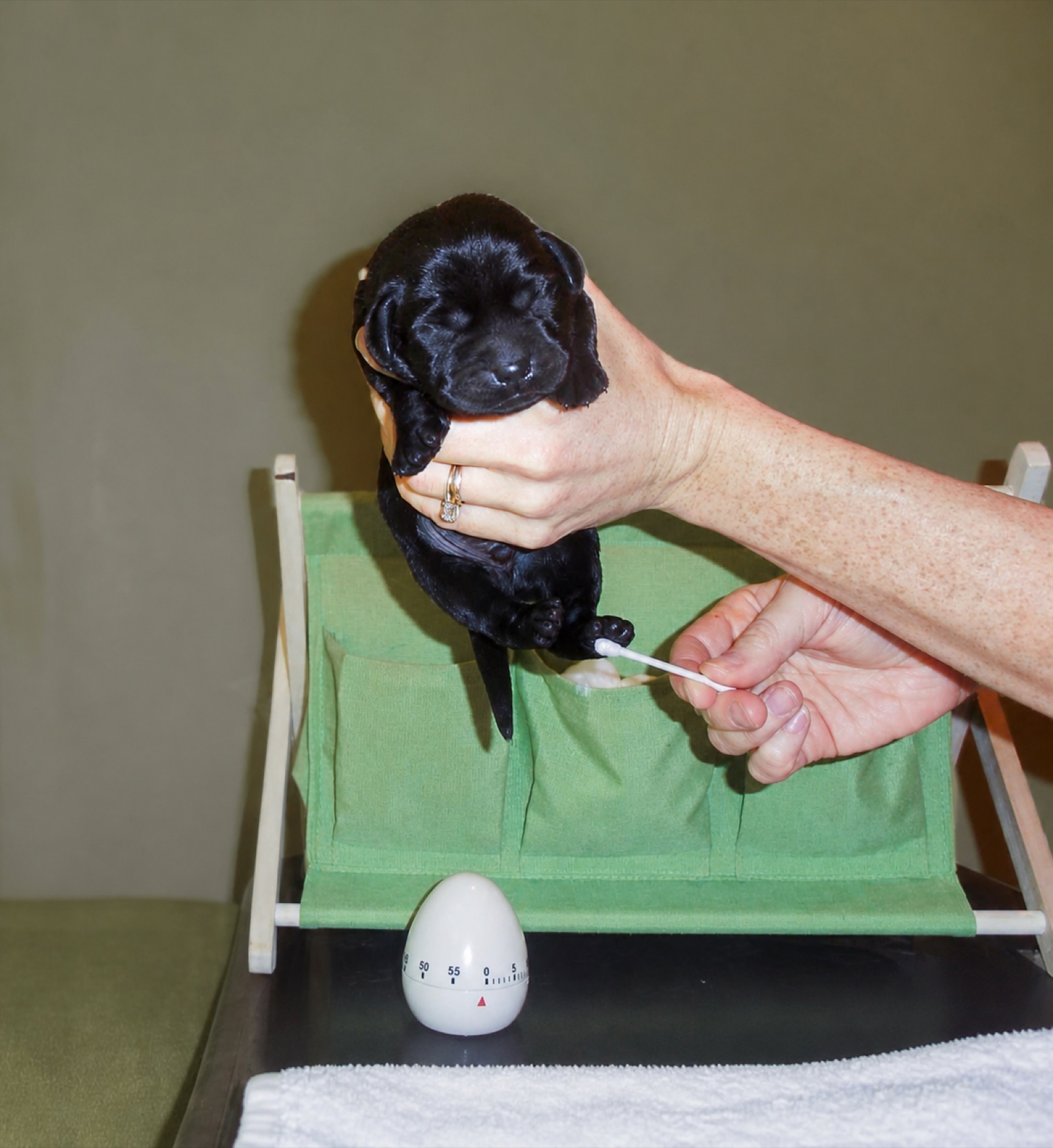 Kingridge Labrador puppy during early neurological stimulation