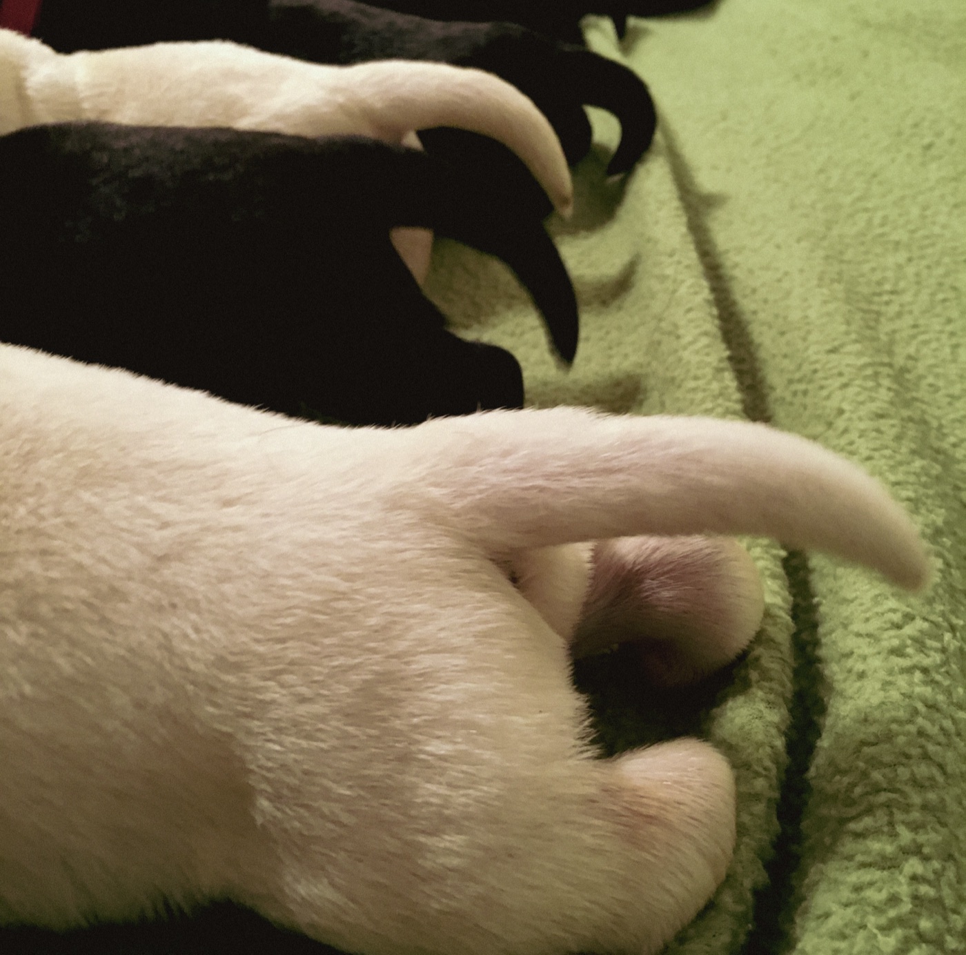 Newborn Kingridge Labrador puppy